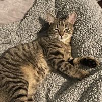 Spay Neuter Clinic of the Carolinas ico