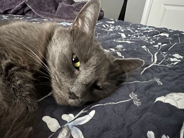 Spay Neuter Clinic of the Carolinas 8