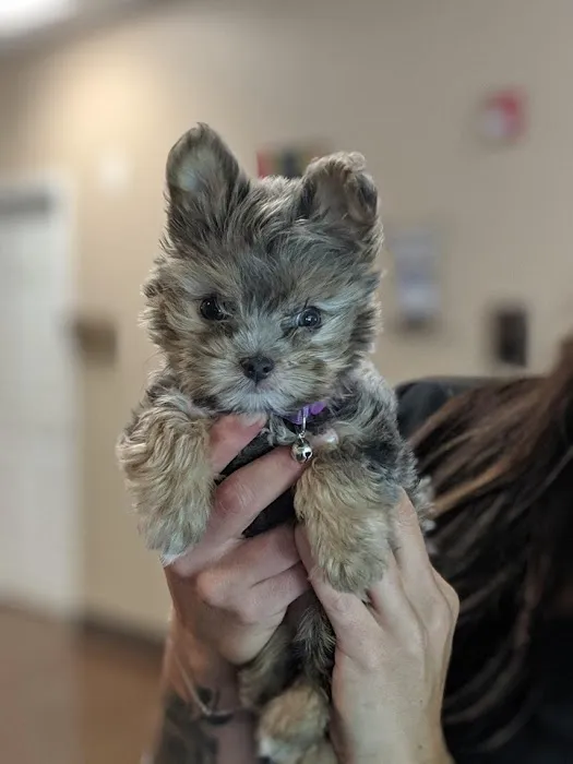 Spay Neuter Clinic of the Carolinas 4