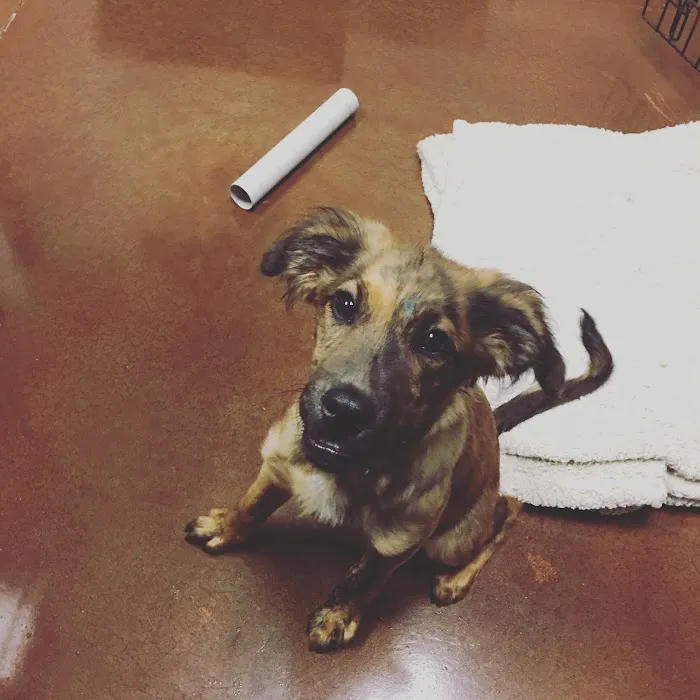 Spay Neuter Clinic of the Carolinas 10