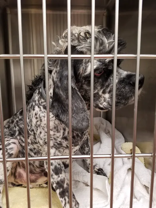 Pressly Animal Hospital 7