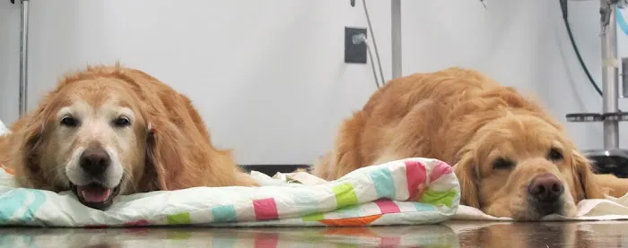 Pressly Animal Hospital 1
