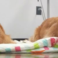 Pressly Animal Hospital ico