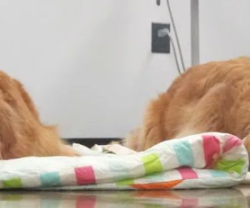 Pressly Animal Hospital