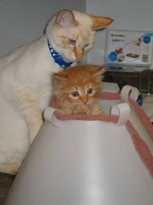 Pressly Animal Hospital 6
