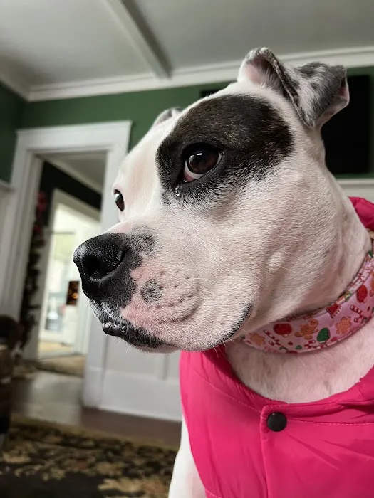 Pressly Animal Hospital 3