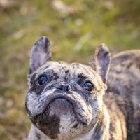 Avery Animal Clinic ico