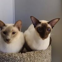 Miller Animal Hospital ico