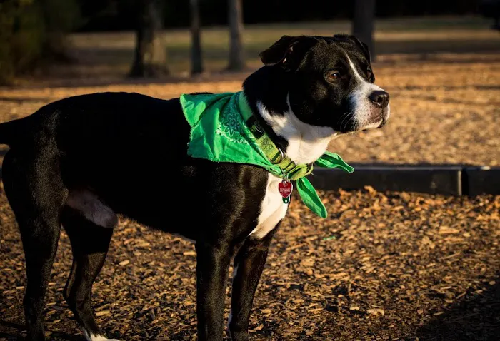 Home With You Compassionate Pet Euthanasia 9