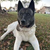 Home With You Compassionate Pet Euthanasia ico