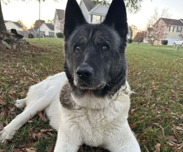 Home With You Compassionate Pet Euthanasia