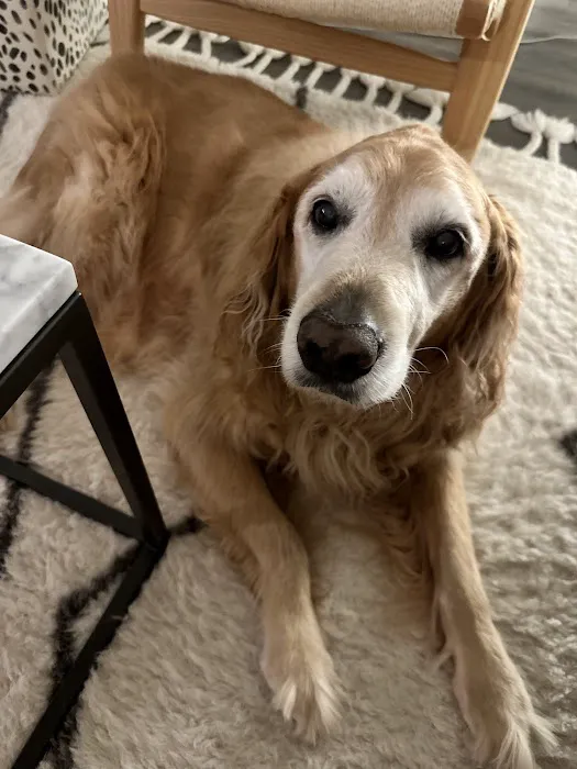 Home With You Compassionate Pet Euthanasia 8