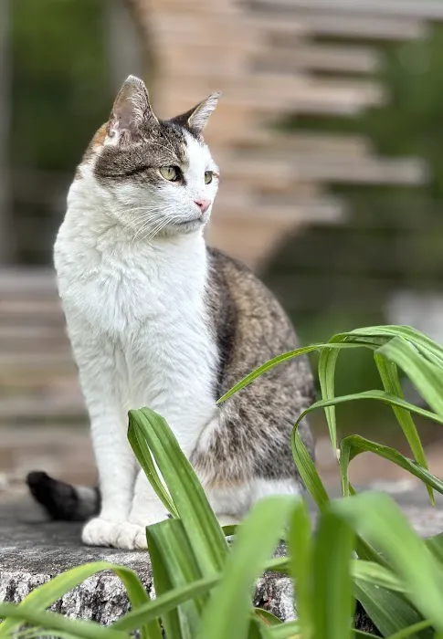 Home With You Compassionate Pet Euthanasia 7