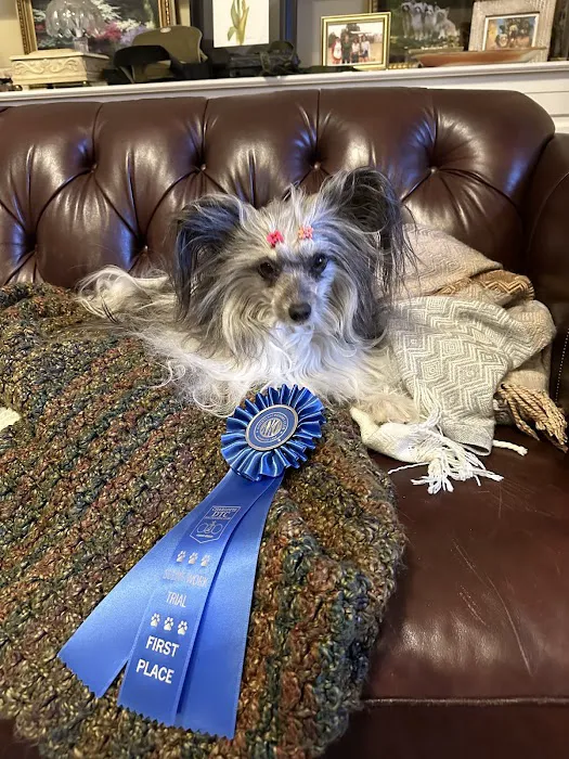 Vet-REC: Veterinary Rehabilitation & Exercise Clinic of the Carolinas 6