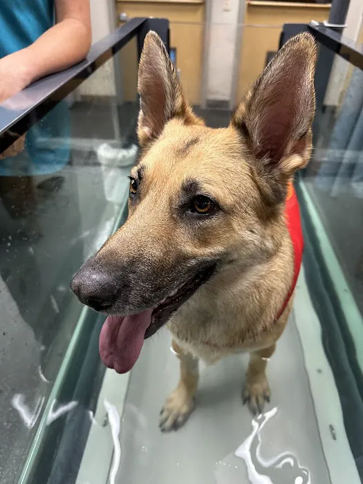 Vet-REC: Veterinary Rehabilitation & Exercise Clinic of the Carolinas 4