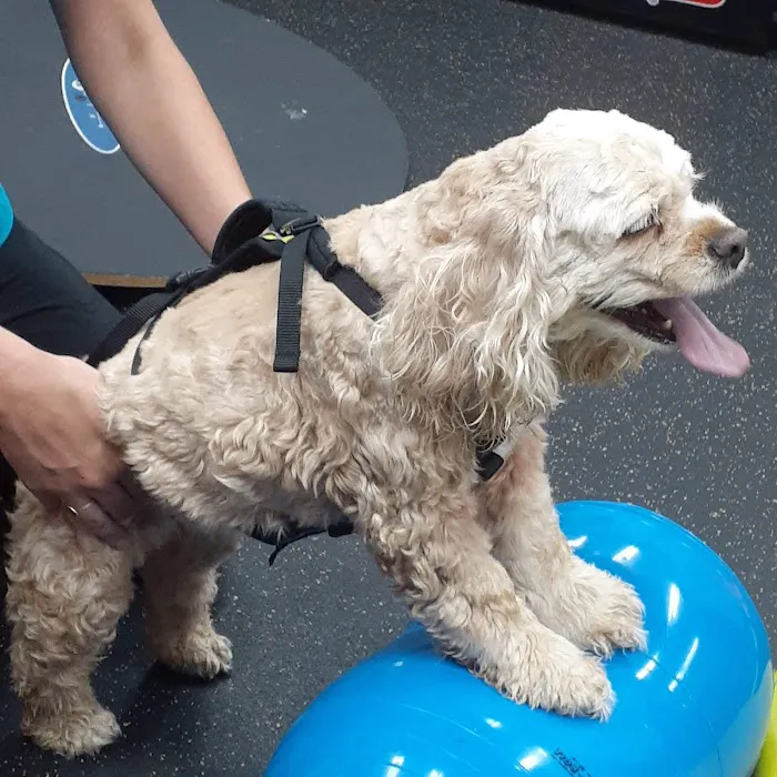 Vet-REC: Veterinary Rehabilitation & Exercise Clinic of the Carolinas 10