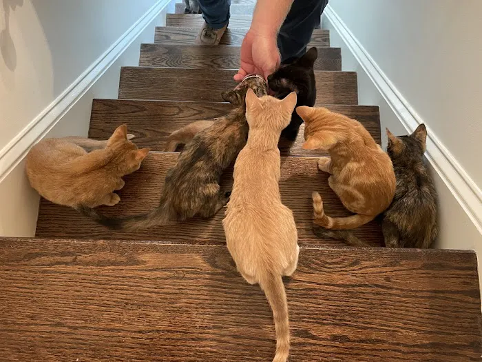 Mint Hill Animal Hospital 8