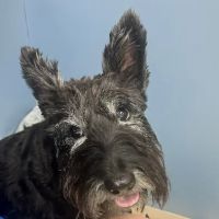 Mint Hill Animal Hospital ico