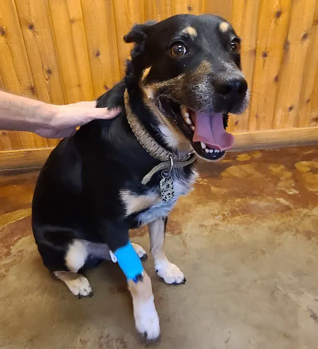 Animal Hospital Of Humble 6