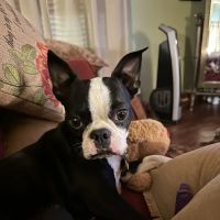 Animal Hospital Of Humble ico