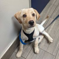 Atascazoo Animal Hospital ico
