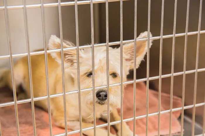 Animal Emergency Clinic NE 8