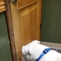 LoneStar Veterinary Hospital ico