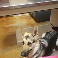 Lake Parkway Animal Hospital ico
