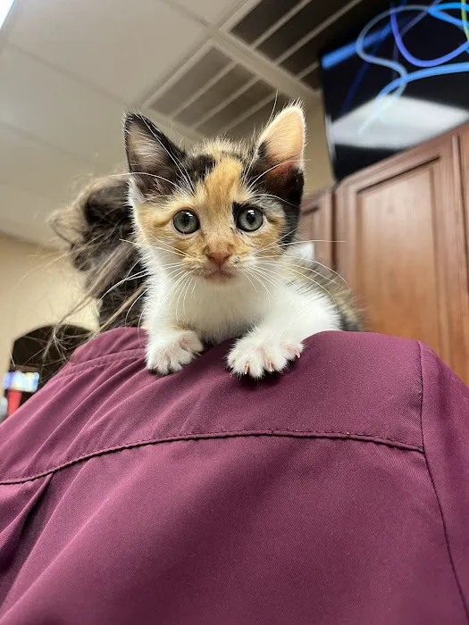 Lake Parkway Animal Hospital 12