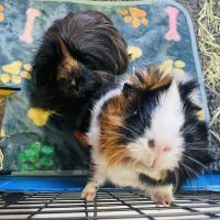 Loop 494 Animal Hospital ico