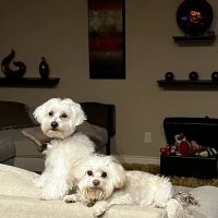Integrative Veterinary Services ico