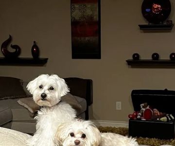 Integrative Veterinary Services