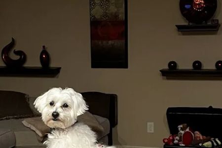 Integrative Veterinary Services