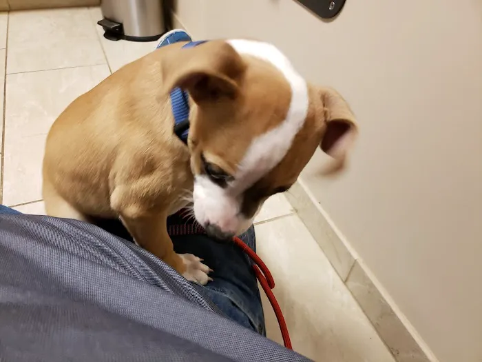 VCA Kingwood Animal Hospital 5