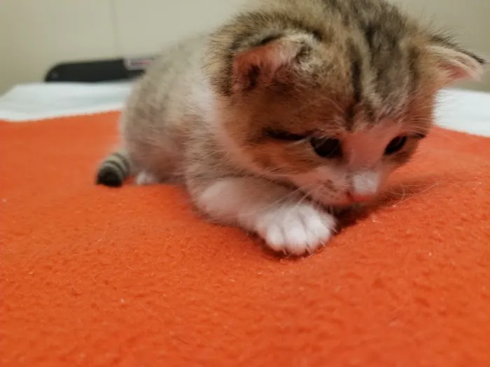 VCA Kingwood Animal Hospital 6