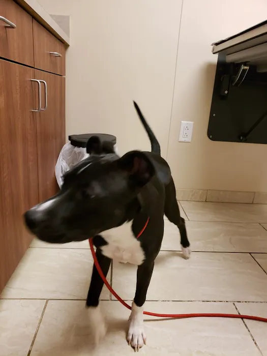 VCA Kingwood Animal Hospital 7