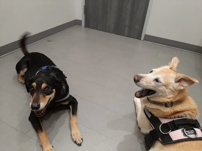 Fur & Feather veterinary hospital 12