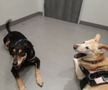 Fur & Feather veterinary hospital