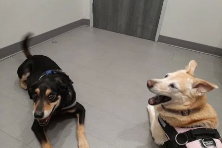 Fur & Feather veterinary hospital