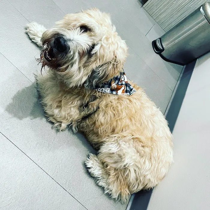 Fur & Feather veterinary hospital 12
