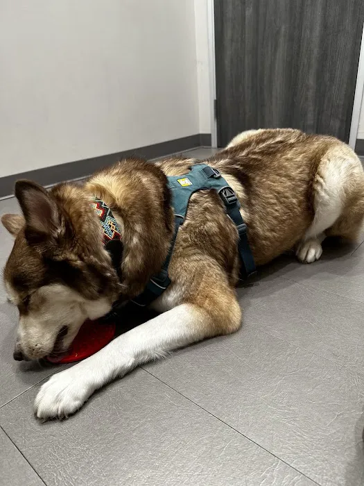 Fur & Feather veterinary hospital 12