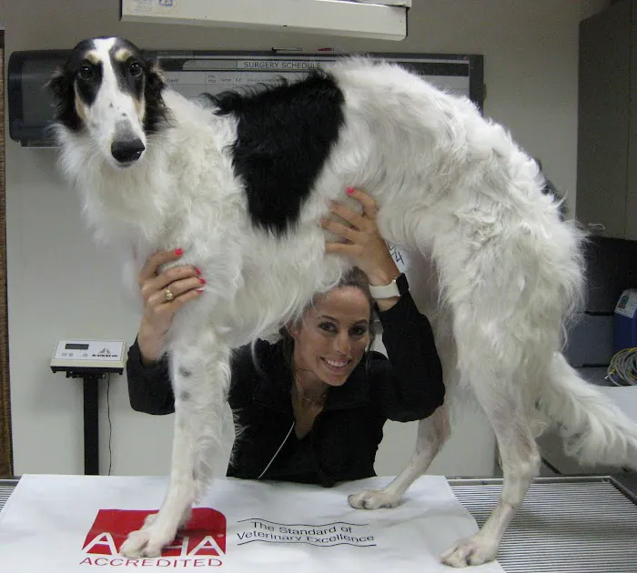 Neartown Animal Clinic 12