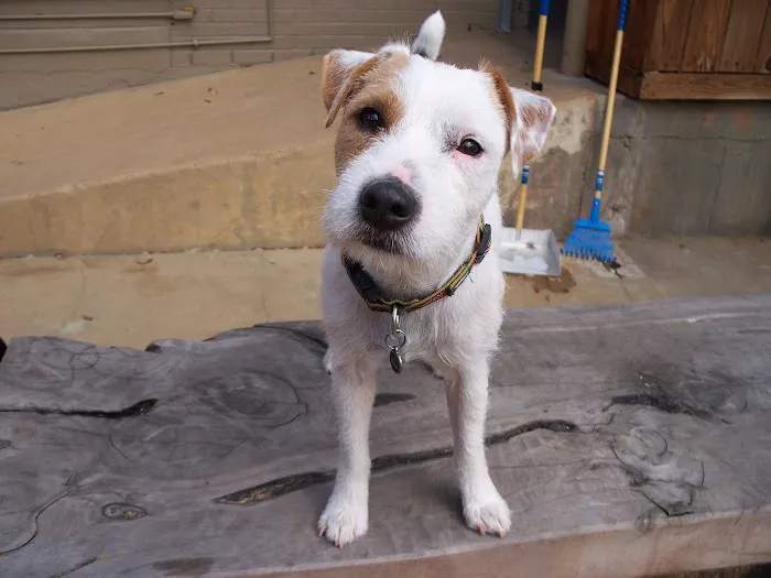 Neartown Animal Clinic 12