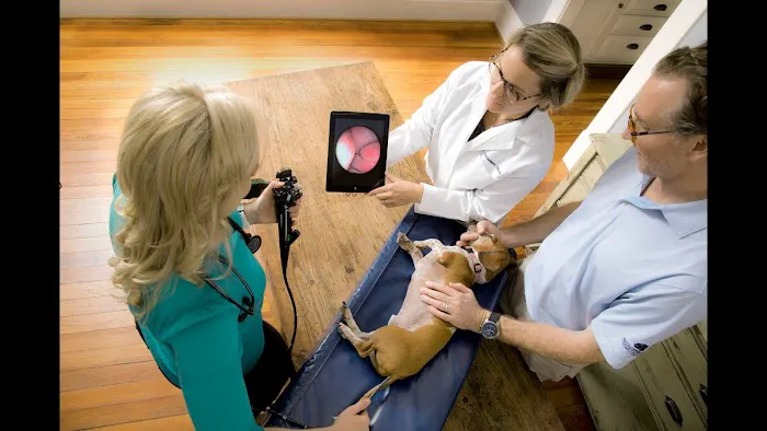 Bayou City Mobile Veterinary Specialists 4