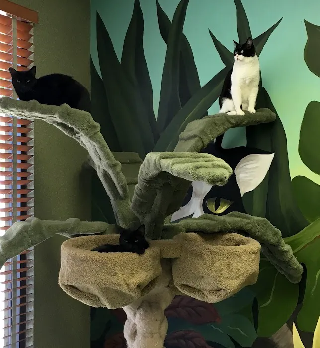 The Cat Doctor 4