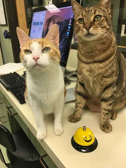 The Cat Doctor 3