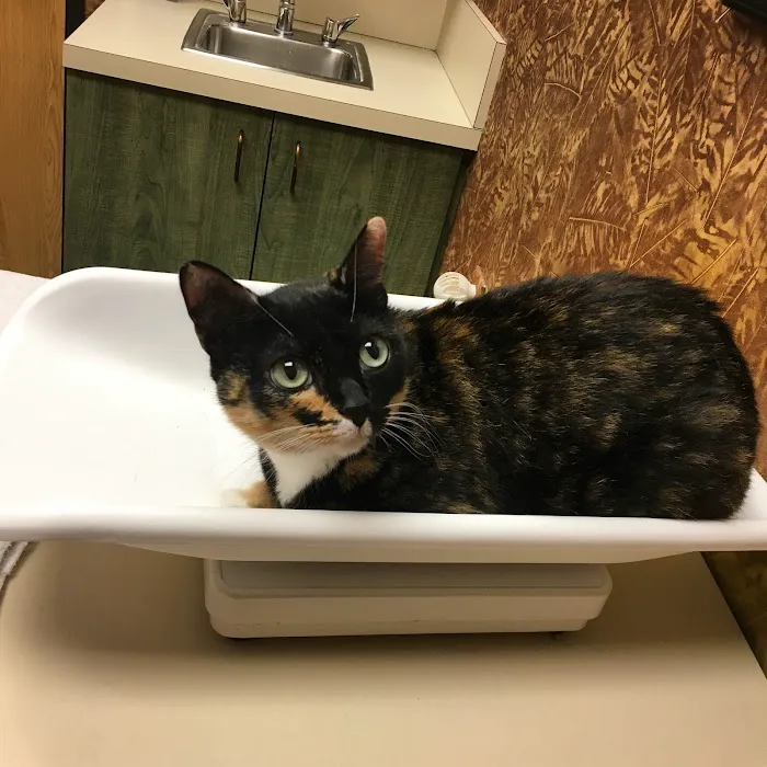 The Cat Doctor 8