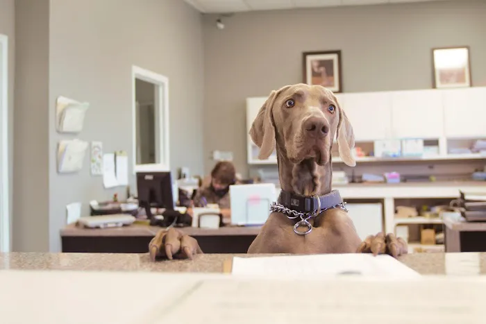 BCP Veterinary Pharmacy 3