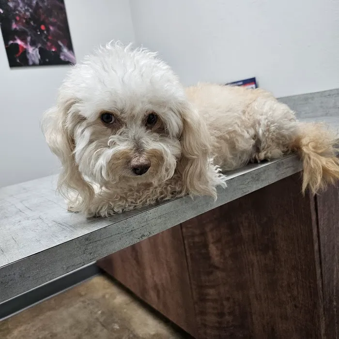 EaDo Veterinary Clinic 6