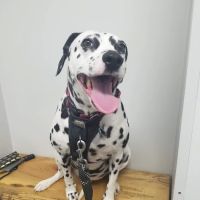 EaDo Veterinary Clinic ico